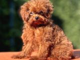 Kuyruksuz Kore Toy Poodle Yavrumuz