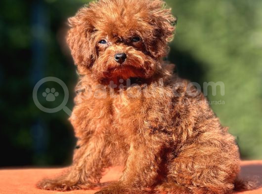 Kuyruksuz Kore Toy Poodle Yavrumuz görsel