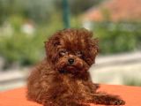 Kuyruksuz Kore Toy Poodle Yavrumuz