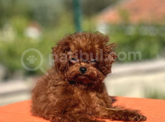 Kuyruksuz Kore Toy Poodle Yavrumuz görsel