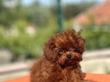 Kuyruksuz Kore Toy Poodle Yavrumuz