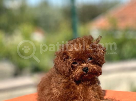 Kuyruksuz Kore Toy Poodle Yavrumuz görsel