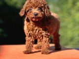 Gen Harikası Toy Poodle Prensesimiz