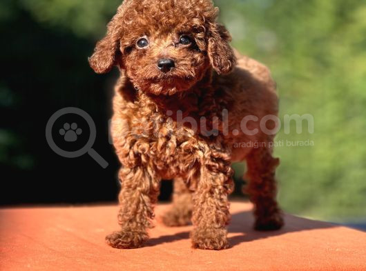 Gen Harikası Toy Poodle Prensesimiz