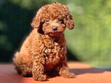 Gen Harikası Toy Poodle Prensesimiz