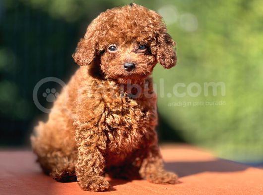 Gen Harikası Toy Poodle Prensesimiz görsel