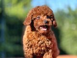 Gen Harikası Toy Poodle Prensesimiz