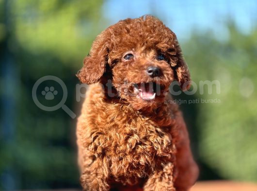 Gen Harikası Toy Poodle Prensesimiz görsel