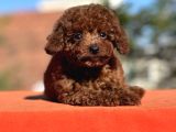 Gen Harikası Toy Poodle Prensesimiz