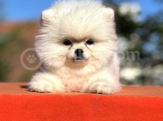 Mükemmel Güzelliği İle Pomeranian Yavrumuz görsel