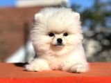 Mükemmel Güzelliği İle Pomeranian Yavrumuz
