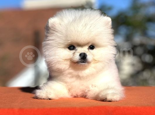 Mükemmel Güzelliği İle Pomeranian Yavrumuz görsel