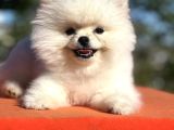Mükemmel Güzelliği İle Pomeranian Yavrumuz
