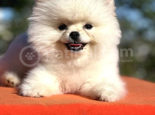 Mükemmel Güzelliği İle Pomeranian Yavrumuz