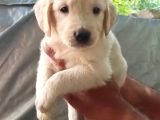Muhteşem Golden bebişler