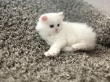 Beyaz British Dişi Yavru