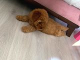 2 Aylık Toy Poodle