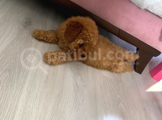 2 Aylık Toy Poodle görsel