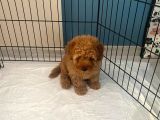 2 Aylık Toy Poodle
