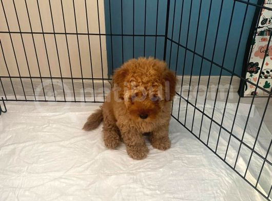 2 Aylık Toy Poodle görsel