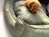 2 Aylık Toy Poodle