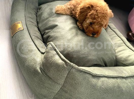 2 Aylık Toy Poodle görsel