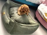 2 Aylık Toy Poodle