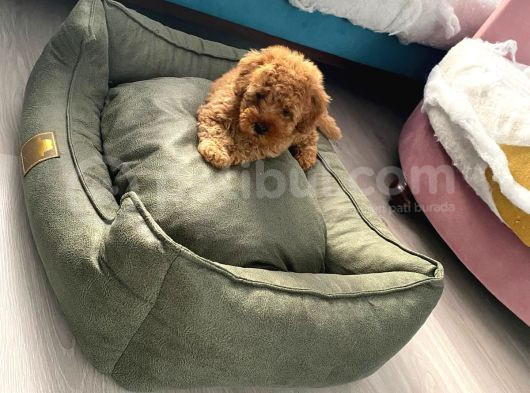 2 Aylık Toy Poodle görsel