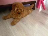 2 Aylık Toy Poodle