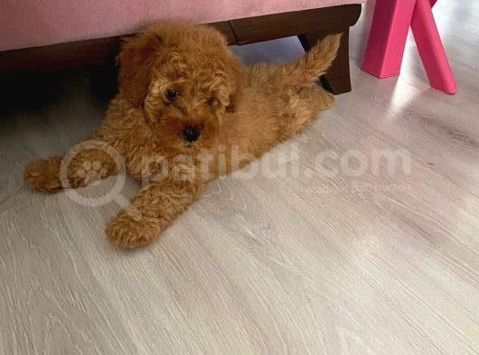 2 Aylık Toy Poodle