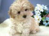 MİNİ PUPPY BOY KAHVE TONLU KIVIRCIK TÜYLÜ MALTİPO YAVRULAR 