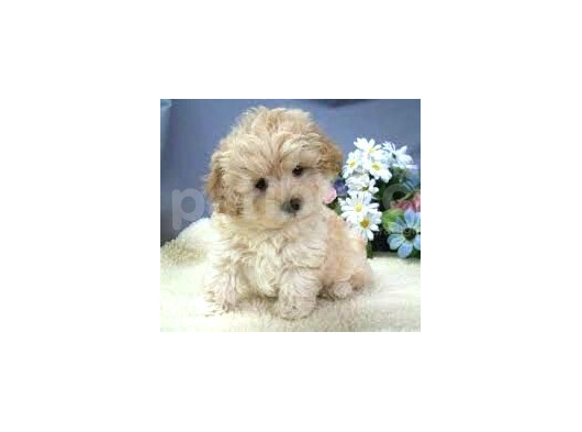 Mi̇ni̇ Puppy Boy Kahve Tonlu Kivircik Tüylü Malti̇po Yavrular 