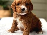 Mini boy puppy kahve tonlu MALTİPO CİNSİ