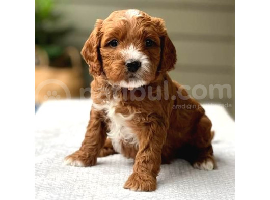 Mini boy puppy kahve tonlu MALTİPO CİNSİ