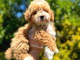 Show Kali̇te Malti̇poo Yavrularimiz