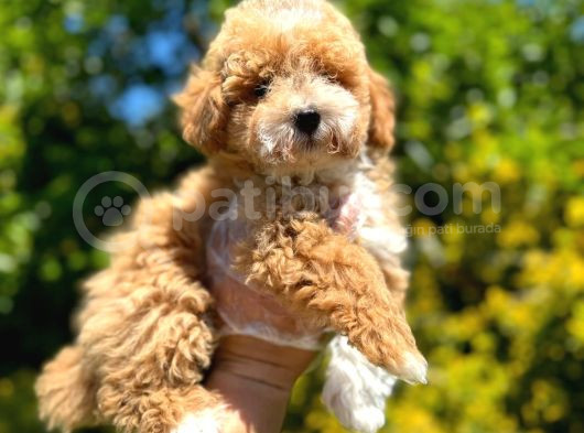 Show Kali̇te Malti̇poo Yavrularimiz görsel