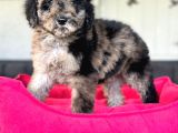 Show Kali̇te Labradoodle Yavrularimiz