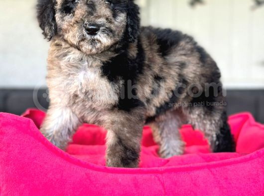 Show Kali̇te Labradoodle Yavrularimiz görsel