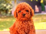 Mini boy puppy kıpkırmızı ev üretimi yavrularımız TOOY POODL