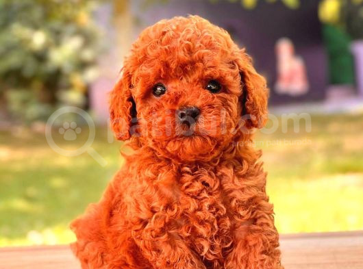 Mini Boy Puppy Kıpkırmızı Ev Üretimi Yavrularımız Tooy Poodl