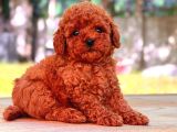 Mini boy puppy kıpkırmızı ev üretimi yavrularımız TOOY POODL