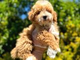 SHOW KALİTE MALTİPOO YAVRULARIMIZ