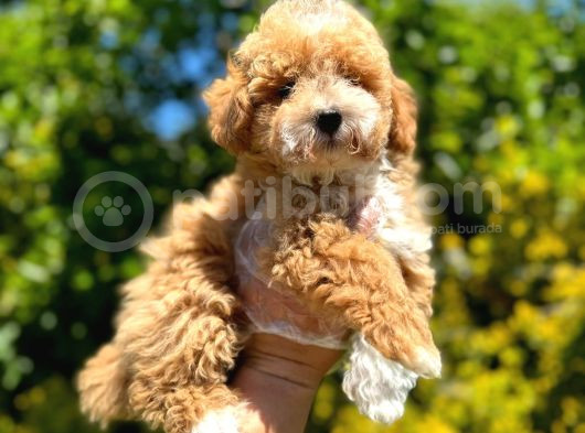 Show Kali̇te Malti̇poo Yavrularimiz
