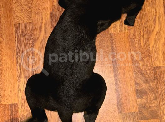 Safkan Yavru Rottweiler görsel