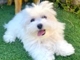 Mini boy puppy kar beyaz sevimli MALTESSE TERRİER CİNSİ 