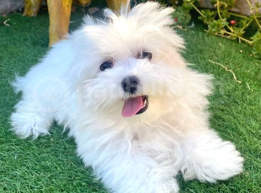 Mini Boy Puppy Kar Beyaz Sevimli Maltesse Terri̇er Ci̇nsi̇ 