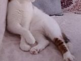 Pamuk