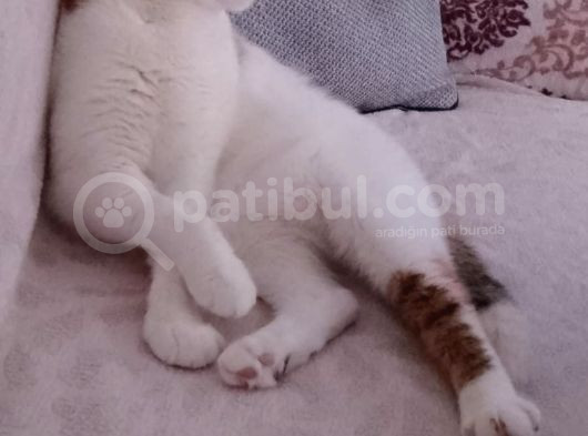Pamuk görsel