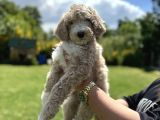 Show Kali̇te Labradoodle Yavrularimiz