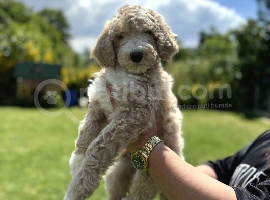 Show Kali̇te Labradoodle Yavrularimiz görsel